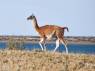 Encontro com guanacos, camelídeos muito comuns na Península Valdés, no litoral da  patagônia argentina